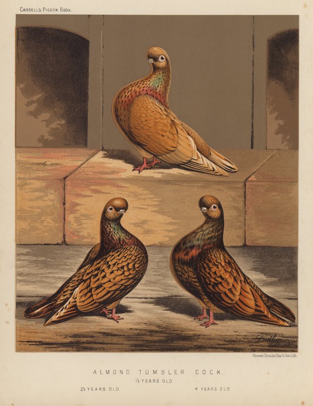 Pombos: Galo Copo de Amêndoa de J. W. (after) Ludlow