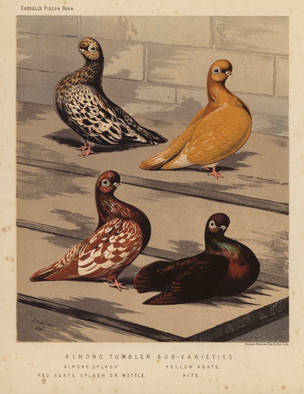 Pombos: Sub-Varieties de Amêndoas, Amêndoas Salpicadas, Ágata Amarela, Ágata Vermelha Salpicada ou Maçarico, Milhafre (cor litho) de J. W. (after) Ludlow