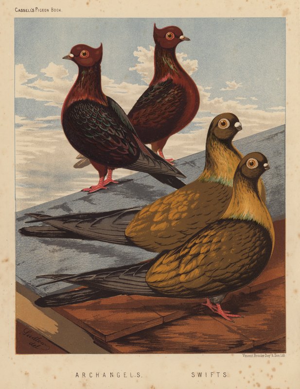 Pombos: Arcanjos; Swifts (lito a cores) de J. W. (after) Ludlow