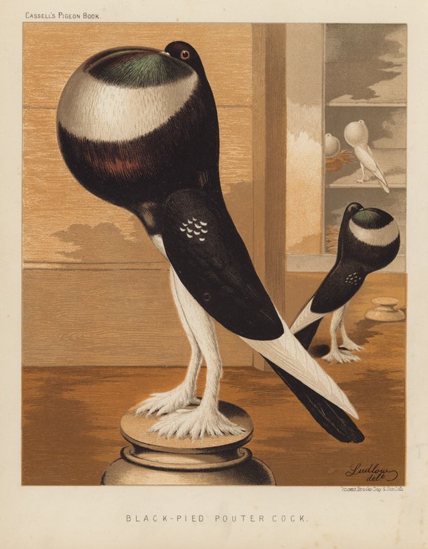 Pombos: Galo Pouter Preto (cor litho) de J. W. (after) Ludlow