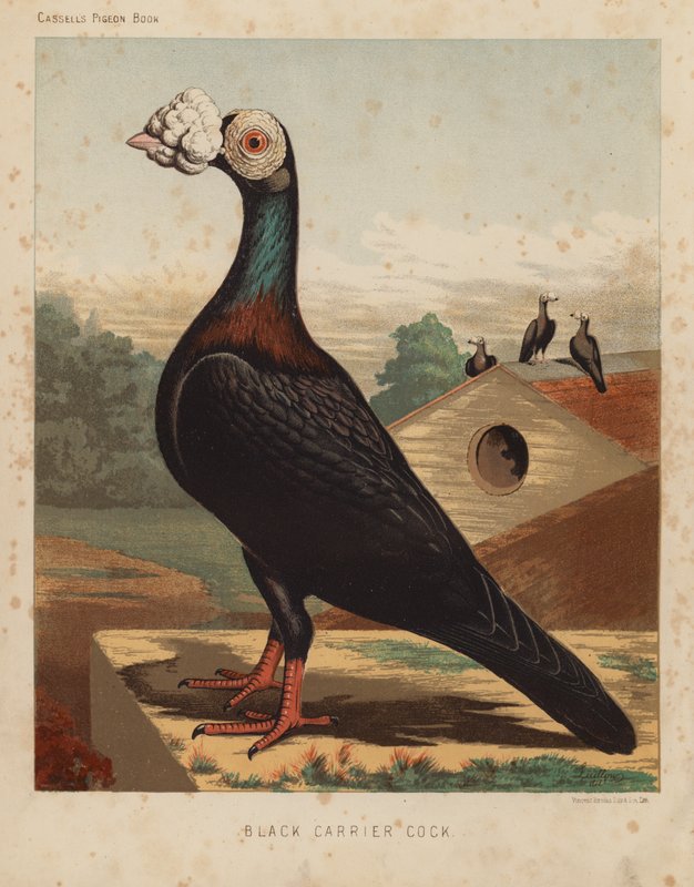 Pombos: Galo carregador preto (cor litho) de J. W. (after) Ludlow