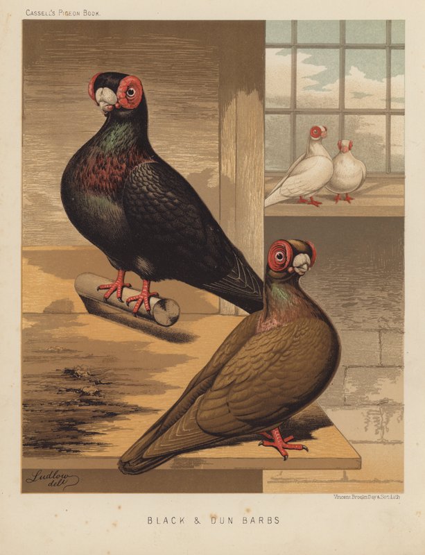 Pombos: Preto e Dun Barbs (cor litho) de J. W. (after) Ludlow