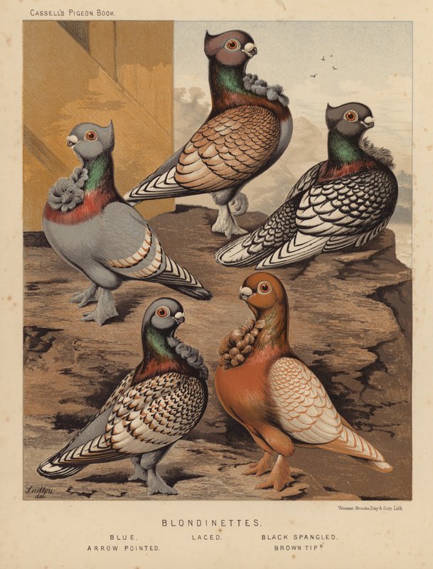 Pombos: Loiros, Azul, Laçado, Preto Spangled, Ponta de Seta, Ponta Marrom (lito colorido) de J. W. (after) Ludlow