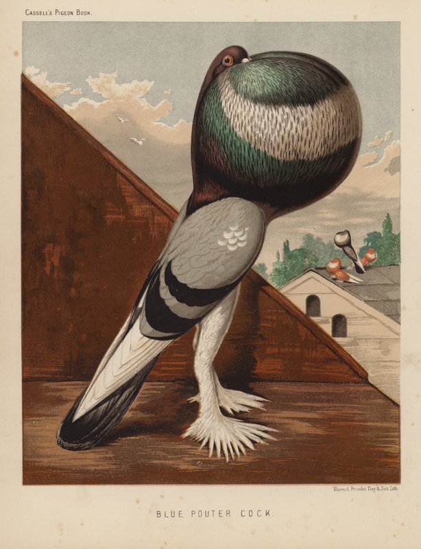 Pombos: Blue Pouter Cock (lito a cores) de J. W. (after) Ludlow