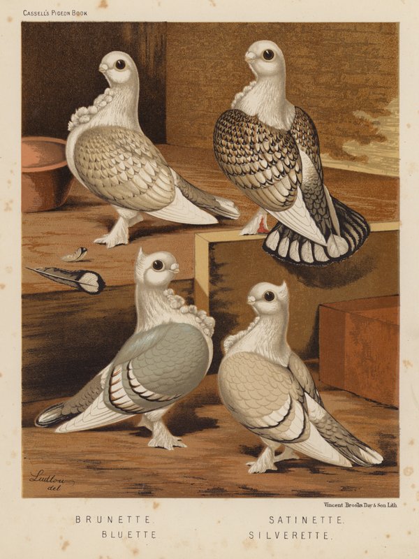 Pombos: Morena; acetinada; azulada; prateada (cor litho) de J. W. (after) Ludlow