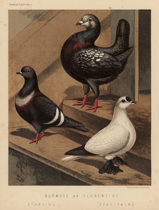 Pombos: Burmeses ou Florentinos; Estorninhos; Fada das Manchas (cor litho) de J. W. (after) Ludlow