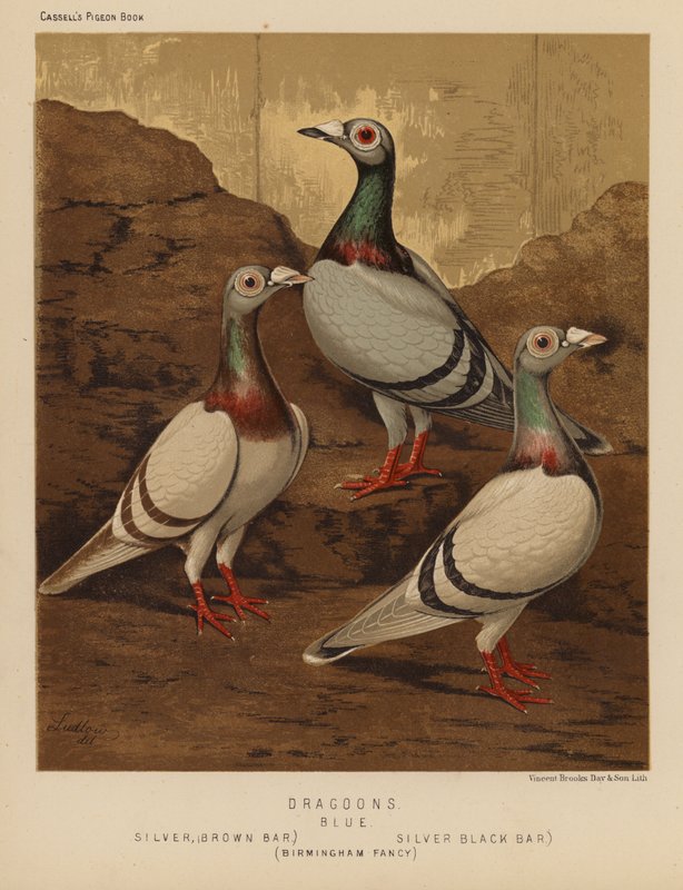 Pombos: Dragoons, Blue, Silver, Brown Bar, Silver, Black Bar, Birmingham Fancy (lito colorido) de J. W. (after) Ludlow
