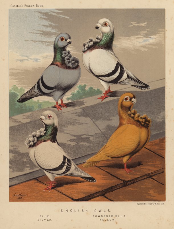 Pombos: Corujas inglesas, azuis, azuis em pó, prateadas, amarelas (cor litho) de J. W. (after) Ludlow