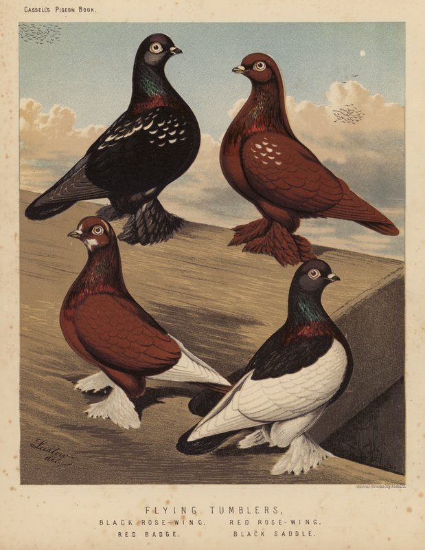 Pombos: Pombos Voadores, Asa Rosa-Preta, Asa Rosa-Vermelha, Distintivo Vermelho, Sela Preta (cor litho) de J. W. (after) Ludlow
