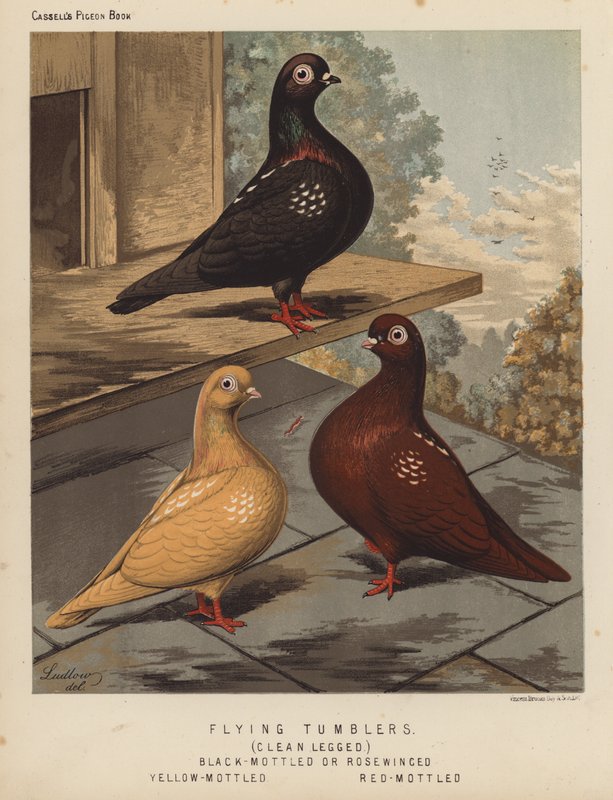 Pombos: Pombos Voadores, Pombos de Perna Limpa, Pombos de Perna Negra ou Pombos Rosados, Pombos Amarelos, Pombos Vermelhos (cor litho) de J. W. (after) Ludlow