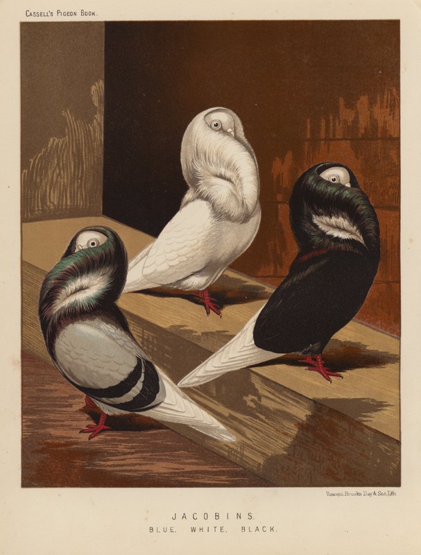 Pombos: Jacobinos, Azul, Branco, Preto (lito a cores) de J. W. (after) Ludlow