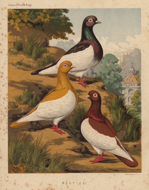 Pombos: Pombos Magpies (cor litho) de J. W. (after) Ludlow