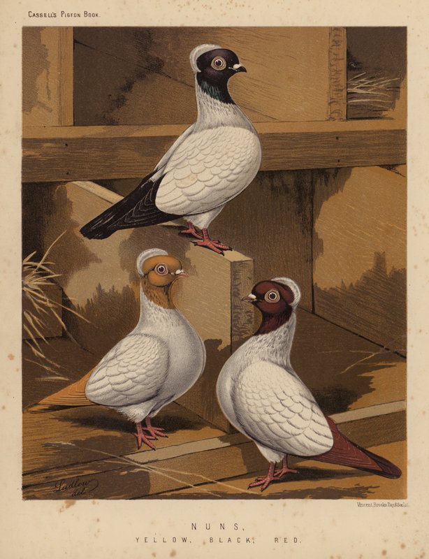Pombos: Freiras, Amarelas, Pretas, Vermelhas (cor litho) de J. W. (after) Ludlow