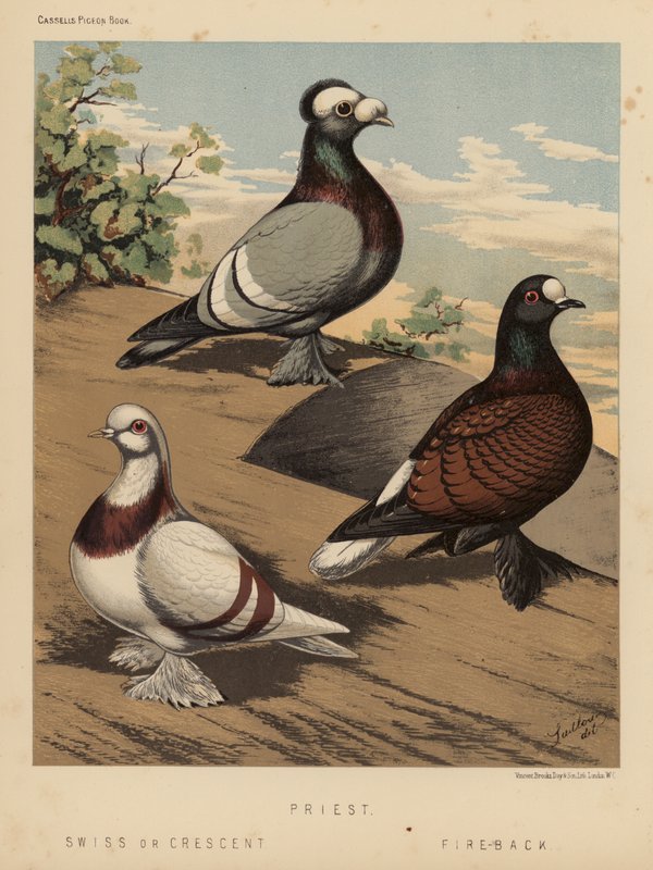 Pombos: Sacerdote; Suíço ou Crescente; Fire-Back (lito colorido) de J. W. (after) Ludlow