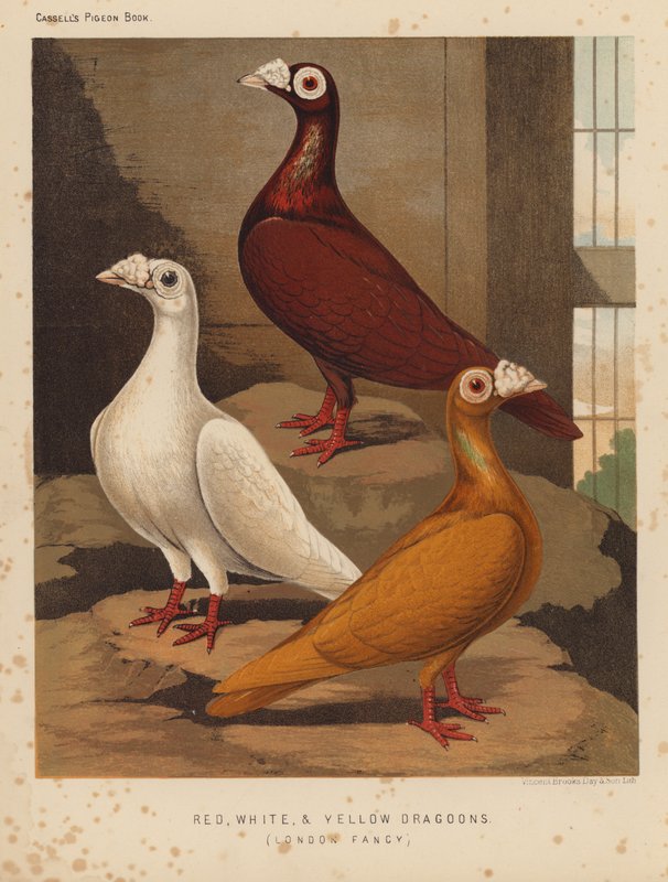 Pombos: Dragões Vermelhos, Brancos e Amarelos, London Fancy (lito colorido) de J. W. (after) Ludlow