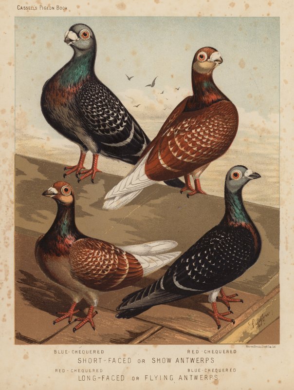 Pombos: Antuérpia de Cara Curta ou Antuérpia Show, Antuérpia Azul, Antuérpia Vermelha; Antuérpia de Cara Longa ou Antuérpia Voadora, Antuérpia Vermelha, Antuérpia Azul (cor litho) de J. W. (after) Ludlow