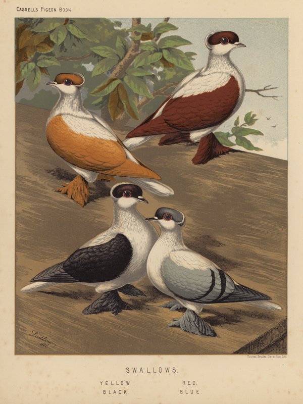 Pombos: Andorinhas, Amarelas, Vermelhas, Pretas, Azuis (cor litho) de J. W. (after) Ludlow