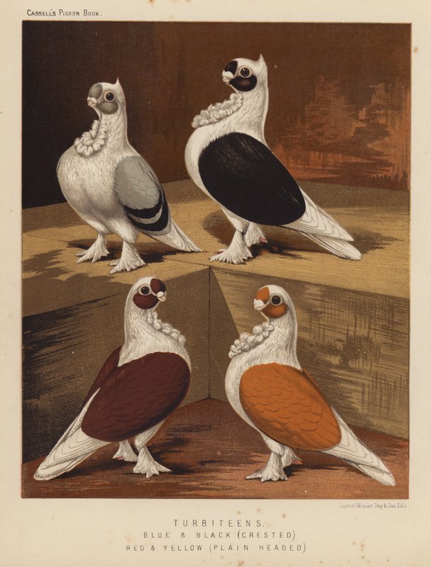 Pombos: Turbitens, Azul e Preto, Com crista, Vermelho e Amarelo, Cabeça Liso (lito a cores) de J. W. (after) Ludlow