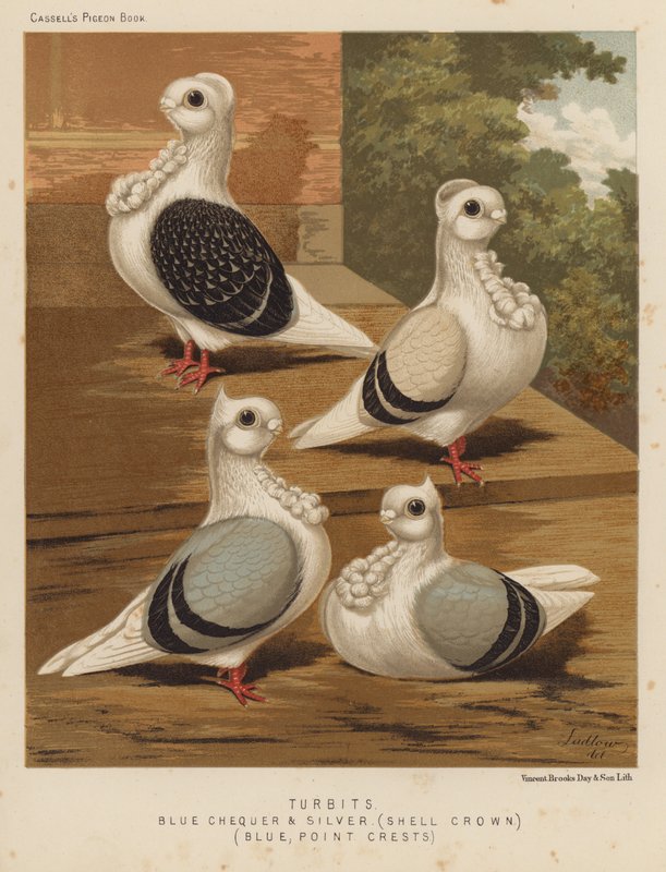 Pombos: Pombos Turbits, Azul Quadrado e Prata, Coroa de Concha, Azul, Crestos Pontiagudos (cor litho) de J. W. (after) Ludlow