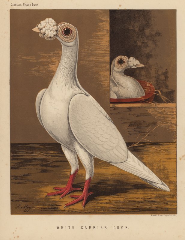 Pombos: White Carrier Cock (lito a cores) de J. W. (after) Ludlow