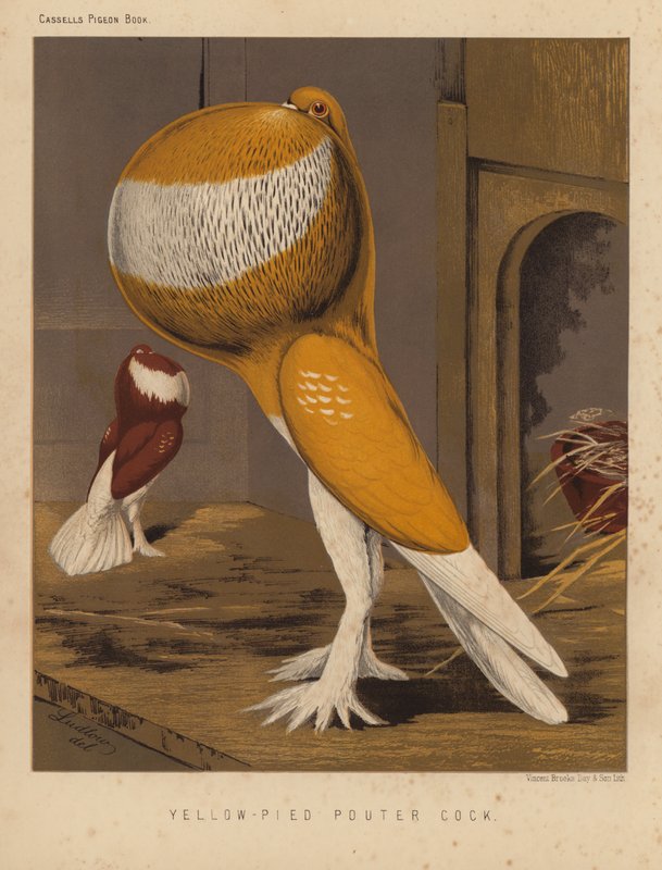 Pombos: Galo Pouter de cor amarela (cor litho) de J. W. (after) Ludlow