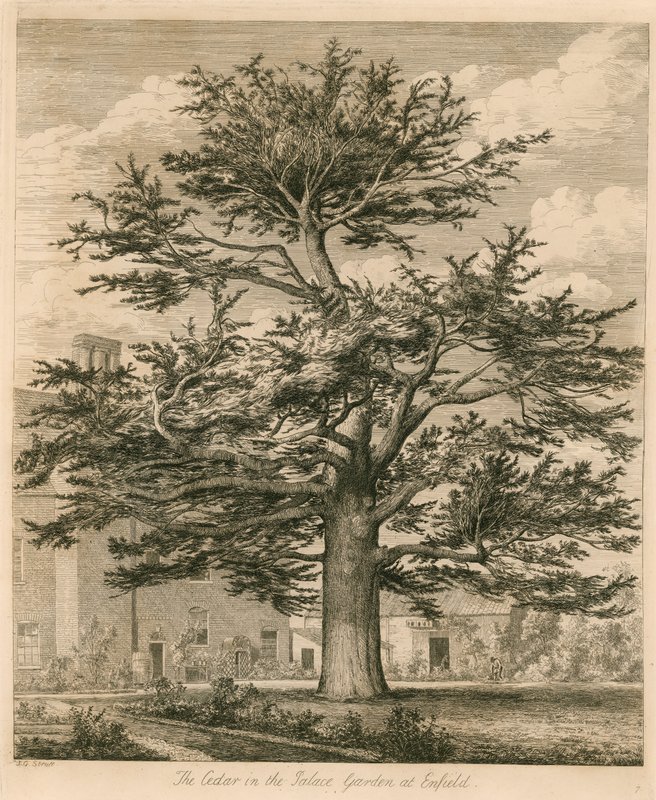 O cedro no jardim do palácio em Enfield, Middlesex de Jacob George Strutt