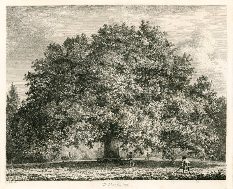 O carvalho de Chandos, casa de Michendon, Southgate, Londres de Jacob George Strutt