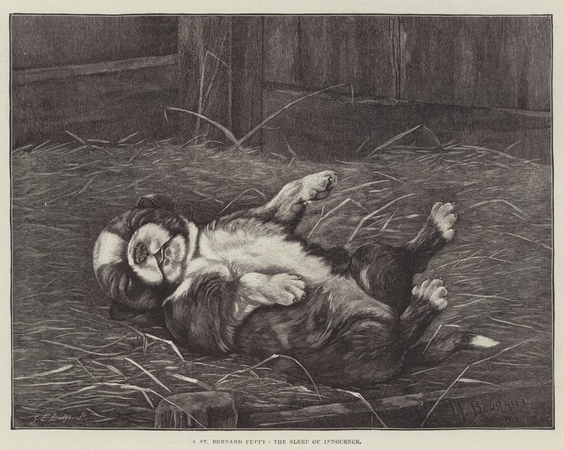 Um filhote de cachorro de St Bernard, o sono da inocência de James E. Bourhill