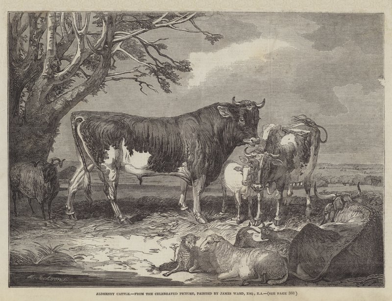 Gado De Alderney de James Ward