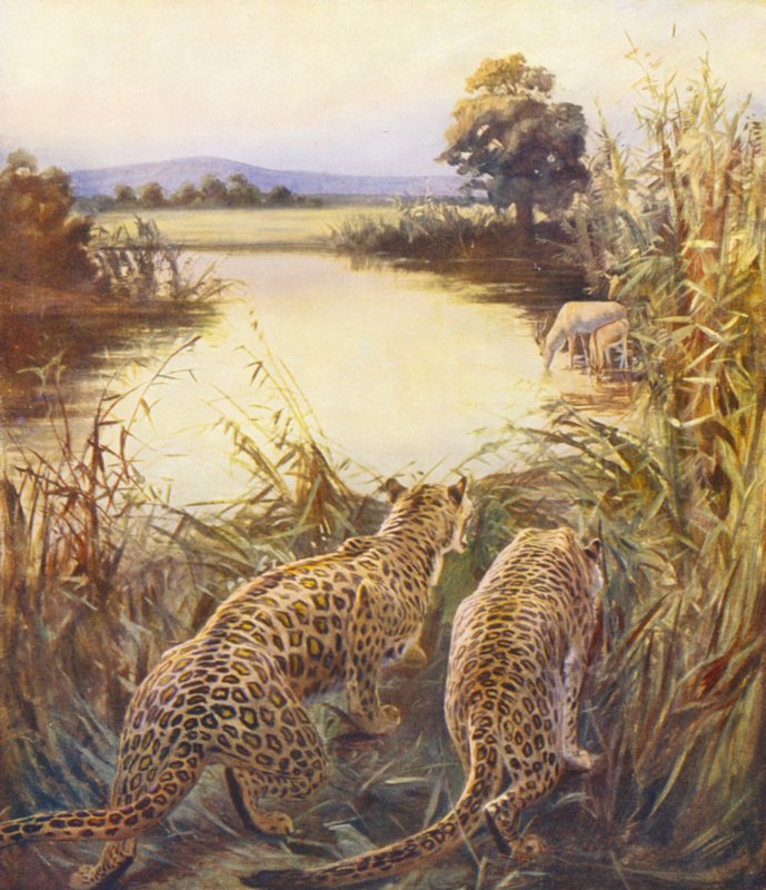 Terra Santa: Leopardos em "O Orgulho da Jordânia" (litografia a cores) de James (after) Clark