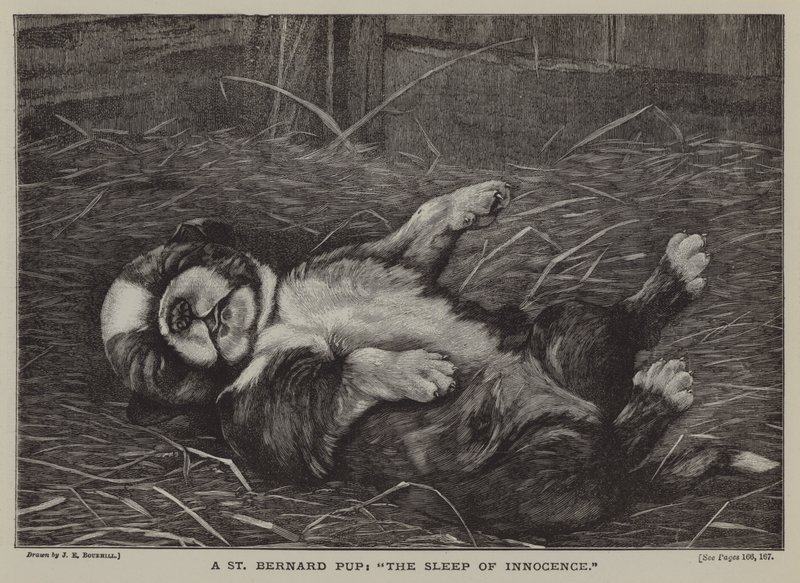 Um cachorro de São Bernardo: o sono da inocência (gravura) de James E. Bourhill