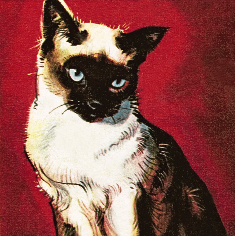 Gato siamês de James Edwin McConnell
