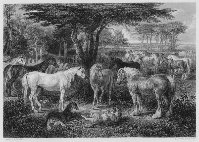 O Conselho dos Cavalos, da foto na Galeria Vernon de James after Ward