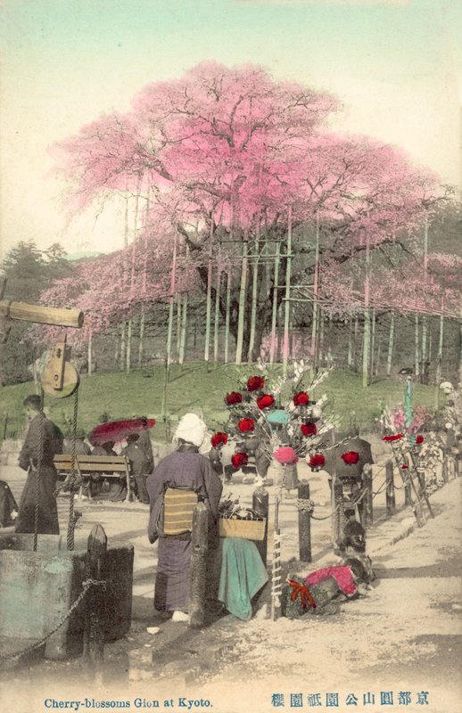 Flores De Cerejeira, Gion, Kyoto, Japão de Japanese Photographer