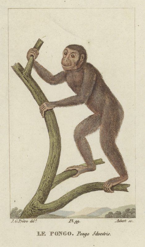 Pongo (orangotango) de Jean Gabriel Pretre