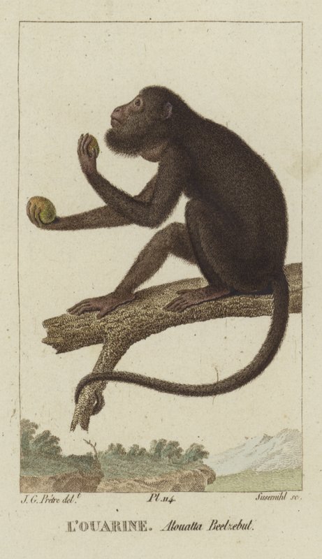 Uivador em flagrante de Jean Gabriel Pretre