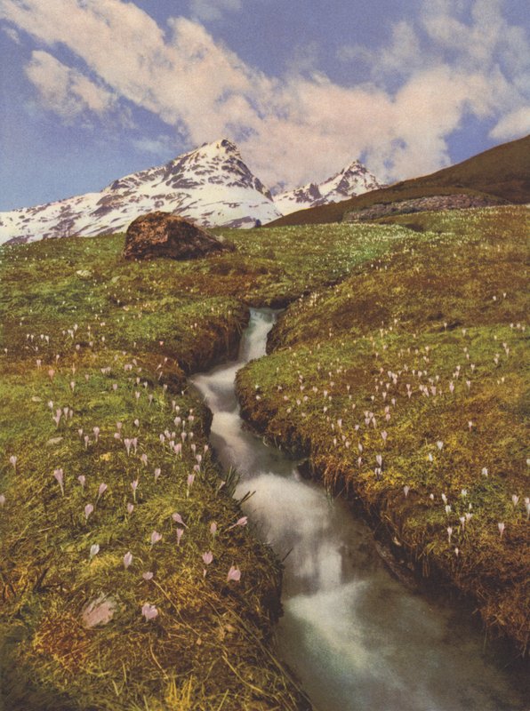 Suíça: Crocuses perto de um riacho da montanha no Upper Engadine (foto a cores) de Jean Gaberell
