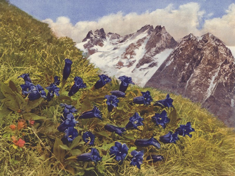 Suíça: Genciana (foto a cores) de Jean Gaberell
