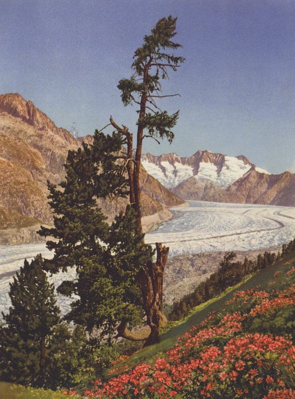 Suíça: Vista do Glaciar Aletsch e do Fiescherhorner de Jean Gaberell