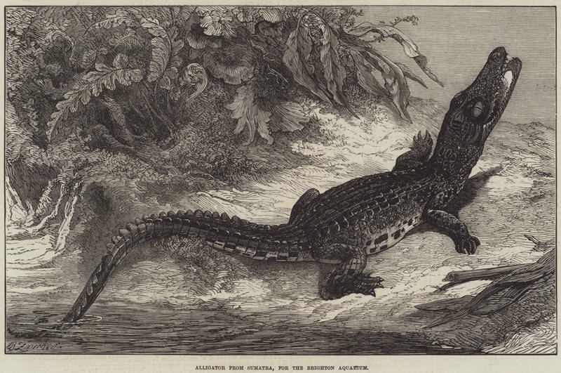 Jacaré de Sumatra, para o aquário de Brighton de Johann Baptist Zwecker