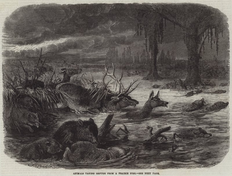 Animais tomando refúgio de um fogo de pradaria de Johann Baptist Zwecker