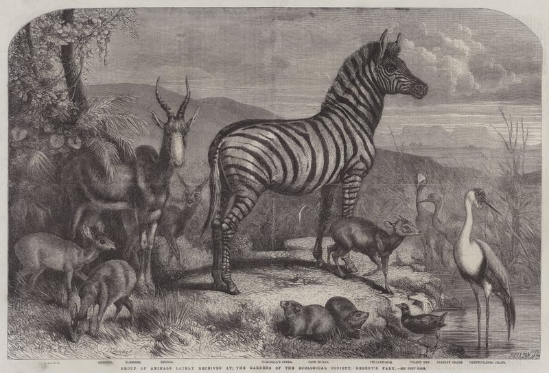 Grupo de Animais recentemente recebido nos Jardins da Sociedade Zoológica, Regent&39;s Park de Johann Baptist Zwecker