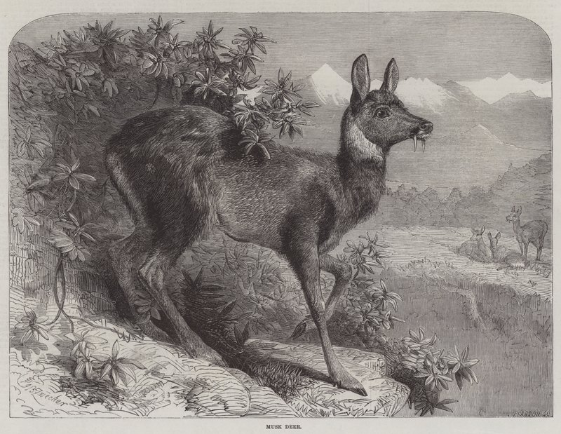 Veado-almiscarado de Johann Baptist Zwecker
