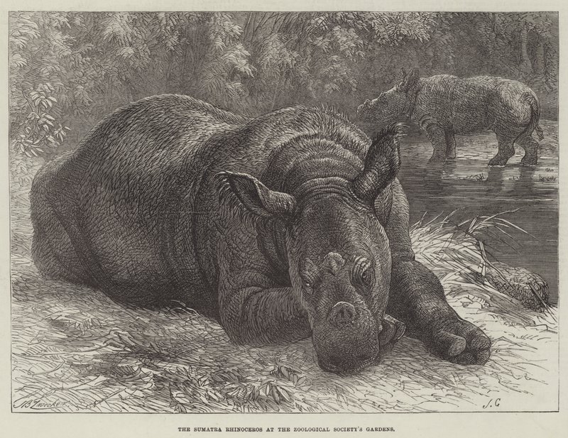 O rinoceronte de Sumatra nos jardins da Sociedade Zoológica de Johann Baptist Zwecker
