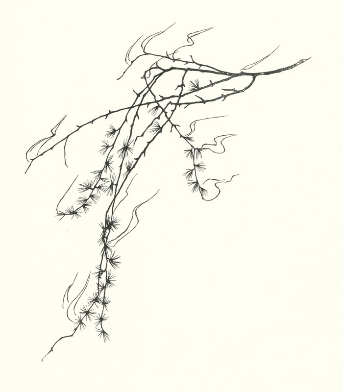 Silhueta de Johanna Beckmann (litografia) de Johanna Beckmann