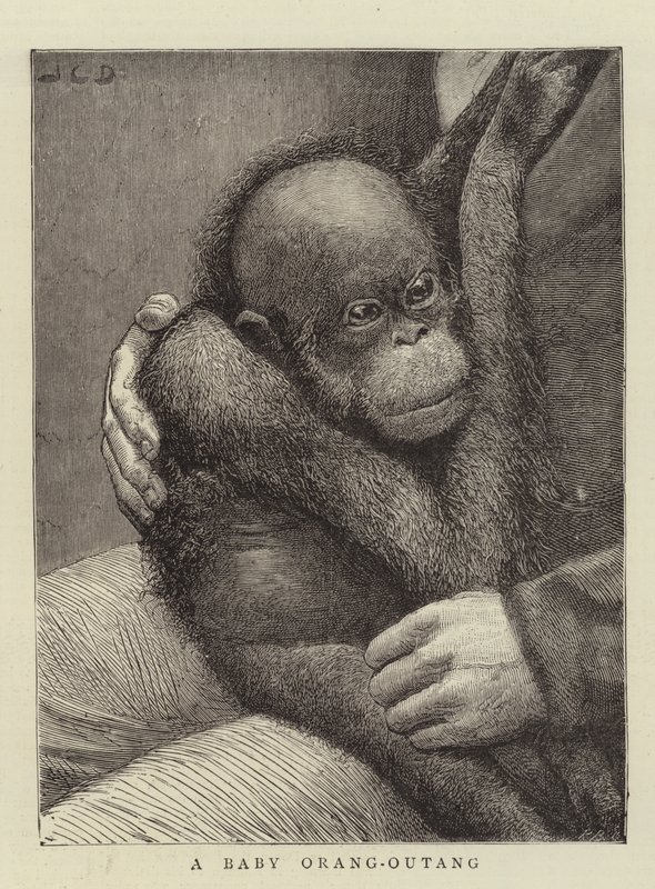 Um bebê Orang-Outang de John Charles Dollman