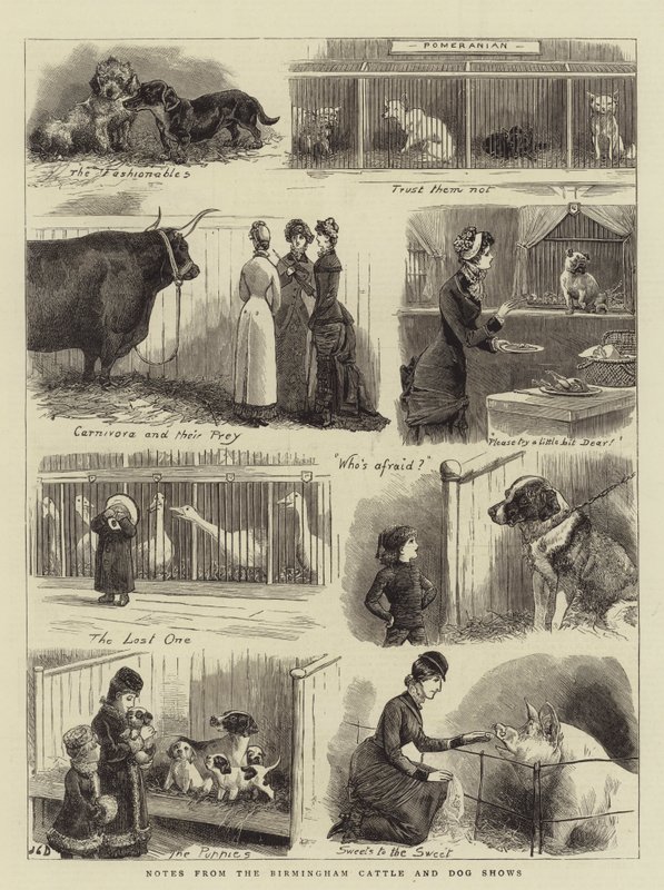 Notas das mostras do gado e do cão de Birmingham de John Charles Dollman