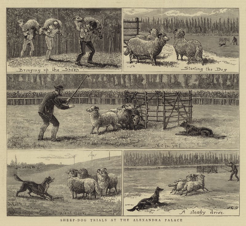 Provas de cão-pastor no Alexandra Palace de John Charles Dollman