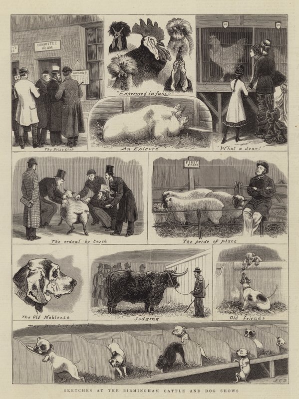 Esboços no gado de Birmingham e Dog Shows de John Charles Dollman