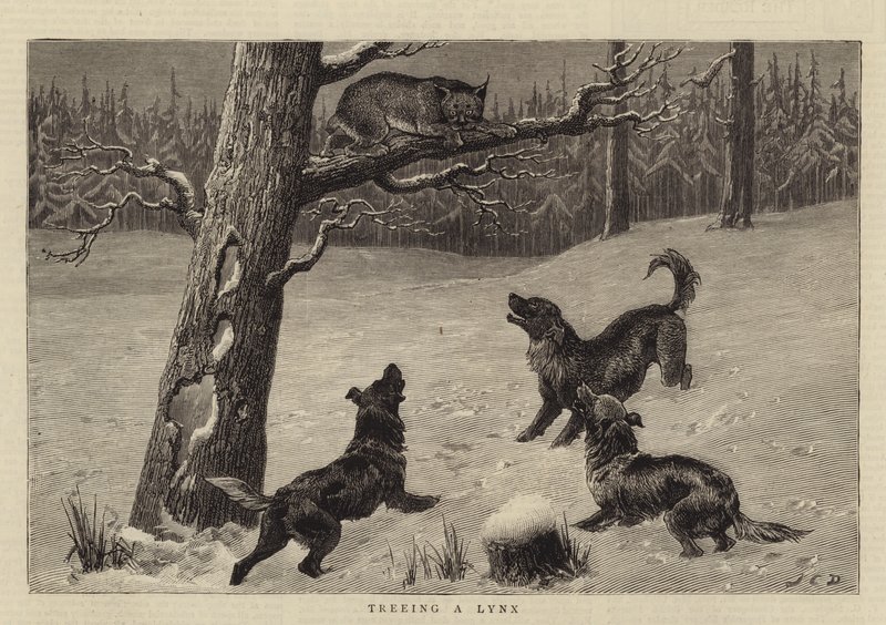 Arborizando um lince de John Charles Dollman